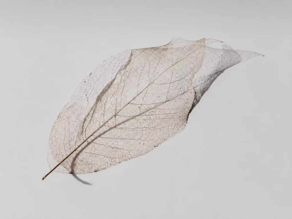 Delicate skeleton leaf resting on a soft neutral background