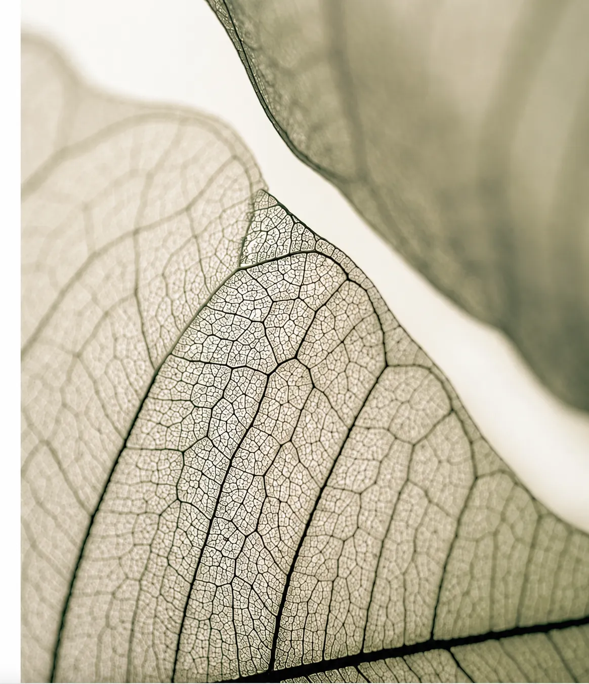 Close-up of a delicate leaf showing its fine veins